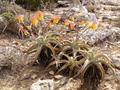 Aloe perryi  